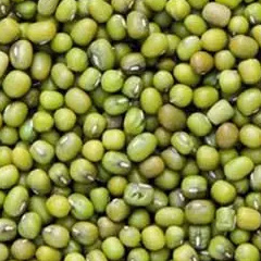 горох бобовый