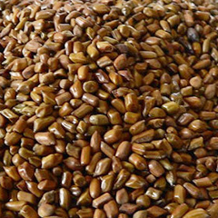 семена кассии