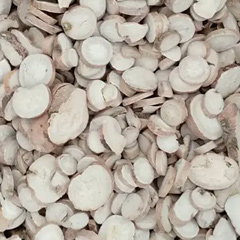 корень белой пиона