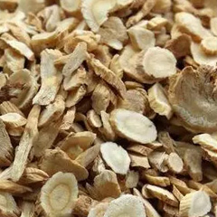 астрагалус мембранацус