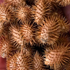 Сибирский пырей