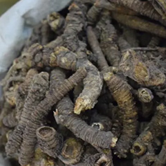 корень notopterygium