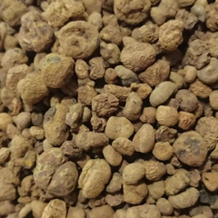 корневище кордилины