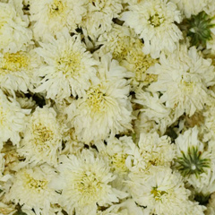 хризантема