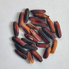 незрелый рис