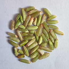 зелёный рис