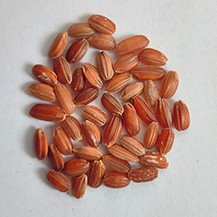 красный коричневый рис (рис с регенерацией)