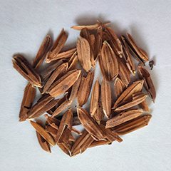 рисовая солома