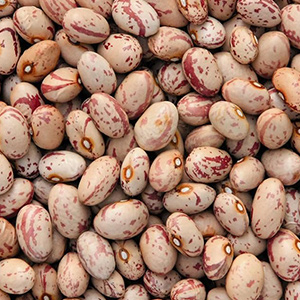 пестрый боб