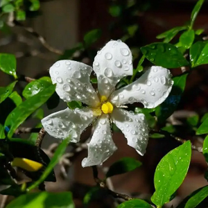 сырье для чая из гиацинта