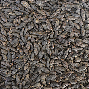 незрелые плоды хеликоптилиона