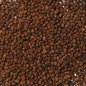 семена рафани