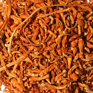 цедицепс цветущий