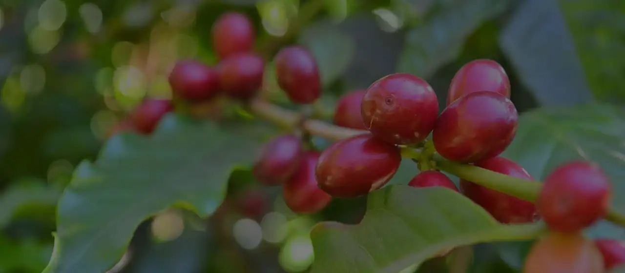 Наше видение