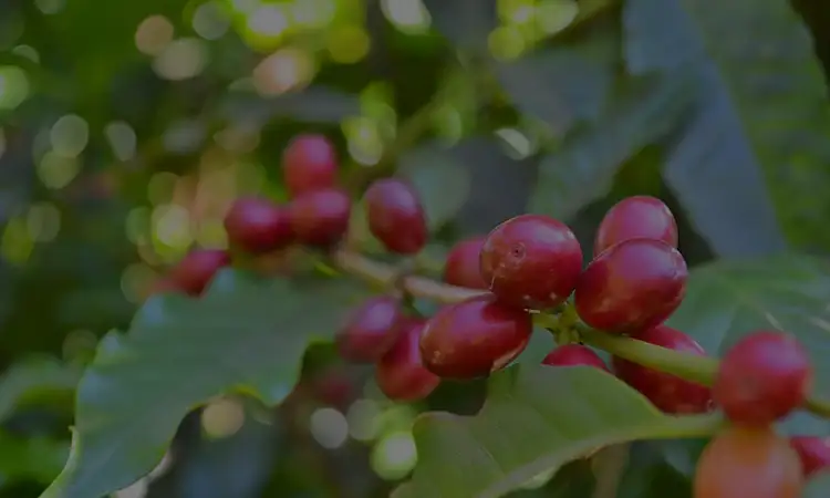 Наше видение