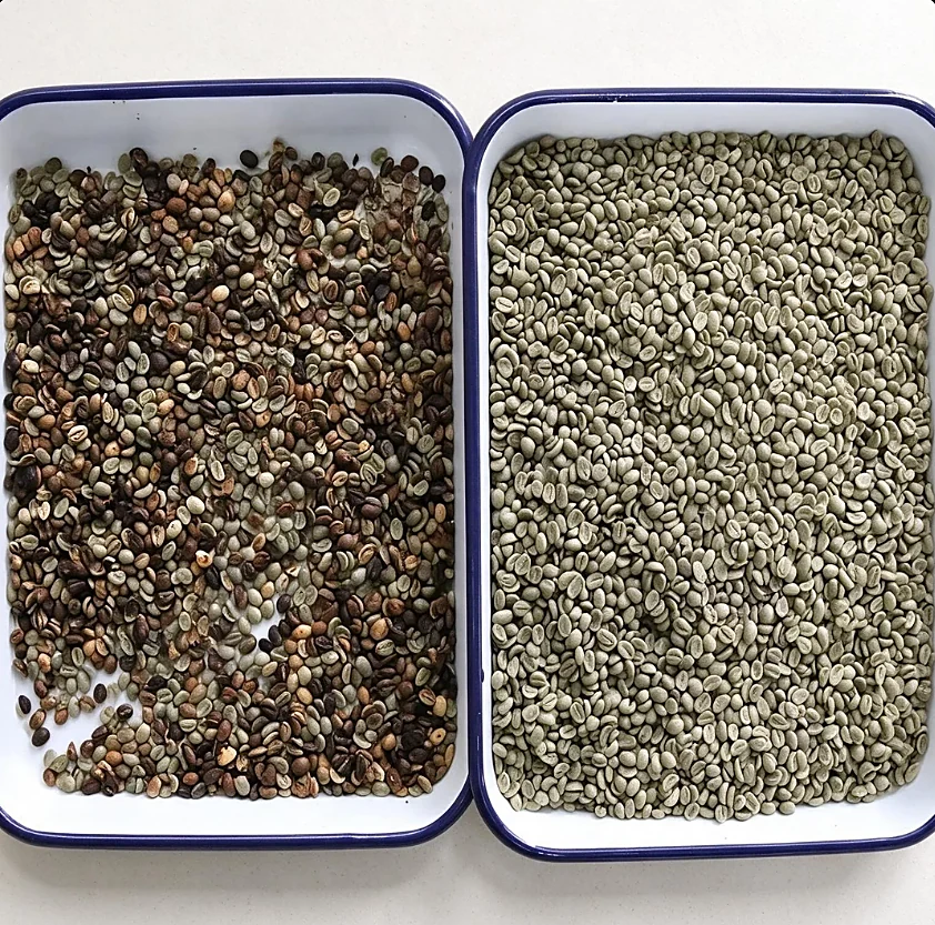 Before and after sorting comparison of green coffee beans: defective beans removed by JIACUI color sorter