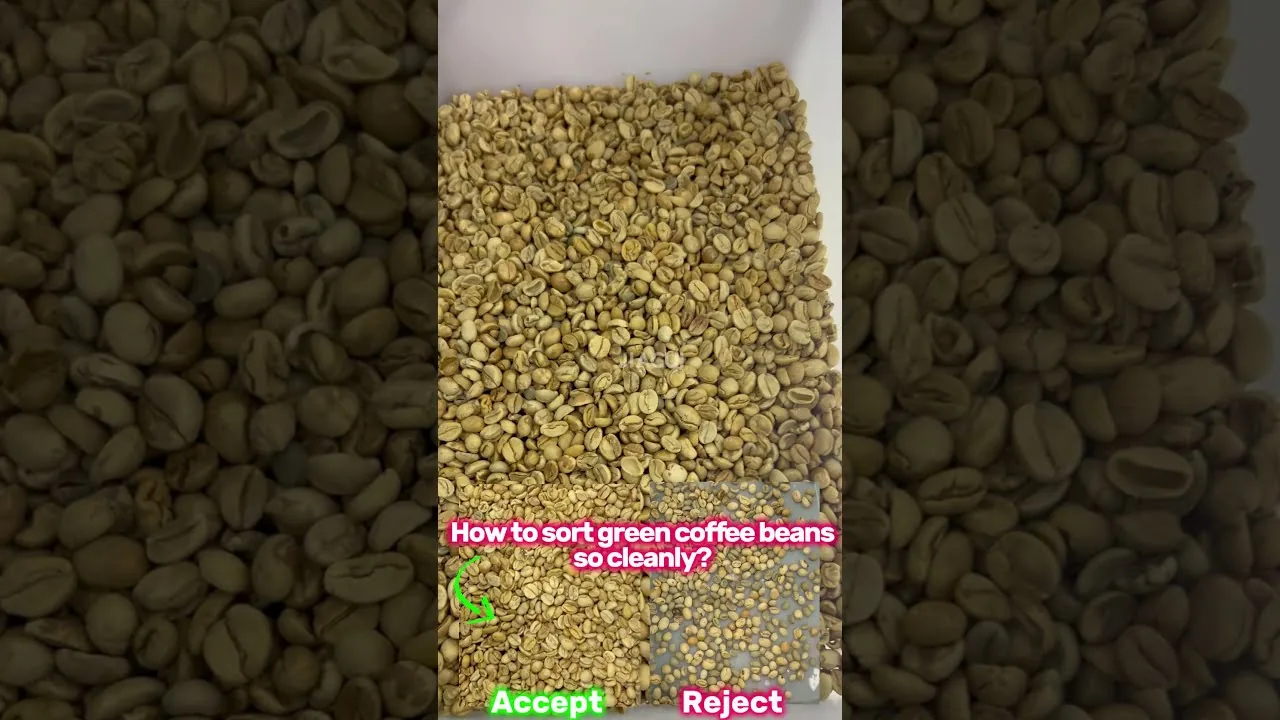 Precision Green Coffee Bean Sorting in Action
